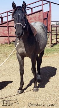 Trixie Leo Hancock's 2020 Colt